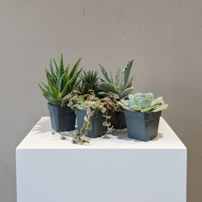Four small potted succulents arranged on a white pedestal