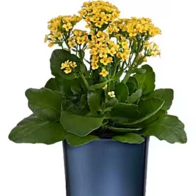 Yellow flowering plant in a blue glass vase