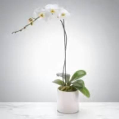 Single Stem Orchid by BloomNation™