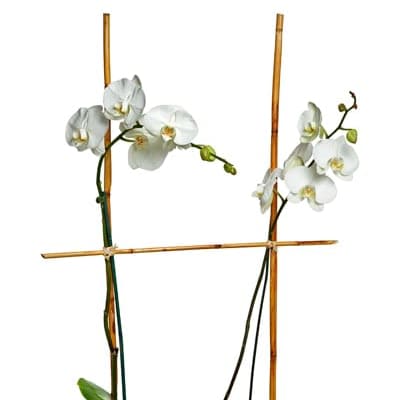 Two White Orchid s