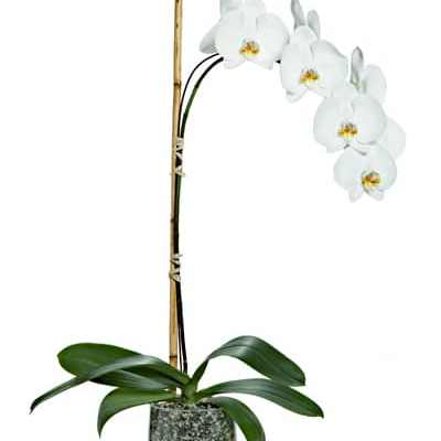Potted Phalaenopsis