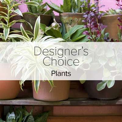 Designer's Choice- Plants