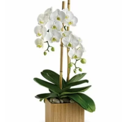 White Orchid