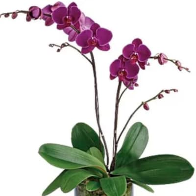 Purple orchid