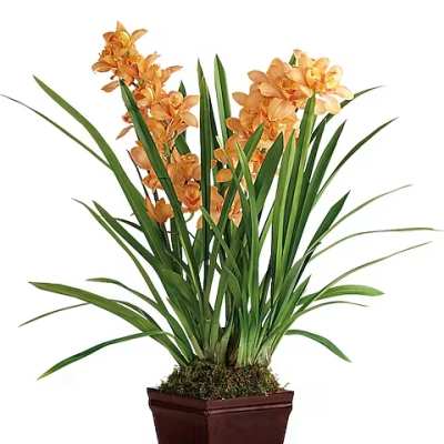 Potted orchid plant with orange blooms in a dark planter