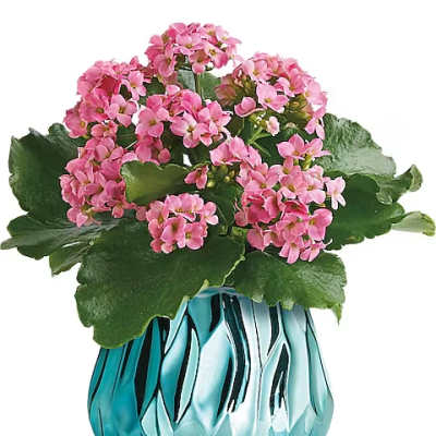 Pink flowering plant in a blue glass vase