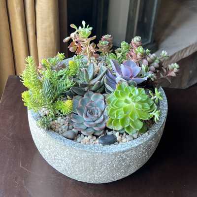 Mesa - Succulent Garden