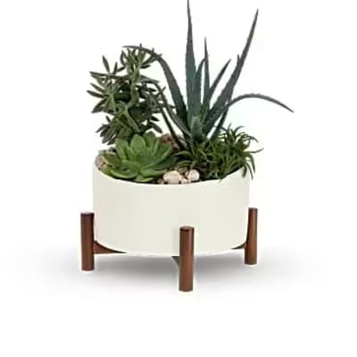 Succulent arrangement in a white planter on a wooden stand