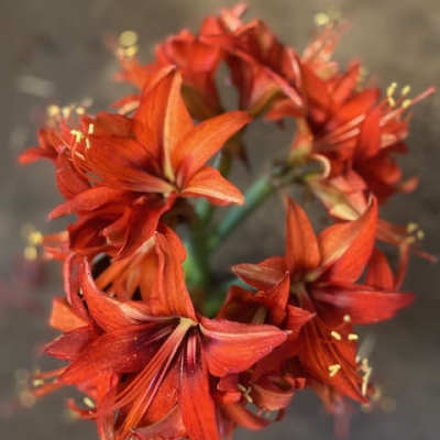 Amaryllis