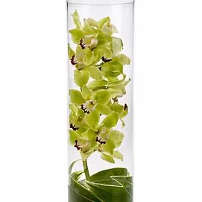 Green orchid stem in a clear glass cylinder vase