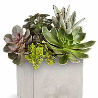 Succulent arrangement in a square gray planter