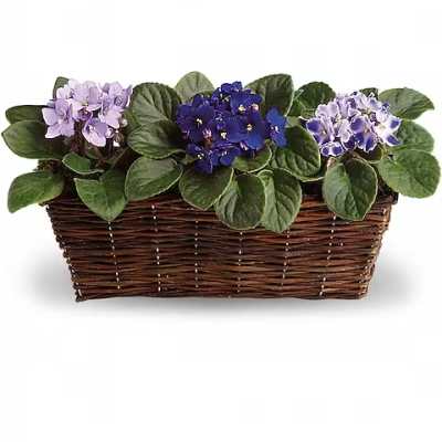 Three flowering plants in a wicker basket