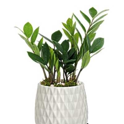 Potted green plant in a white textured planter on a wooden stand