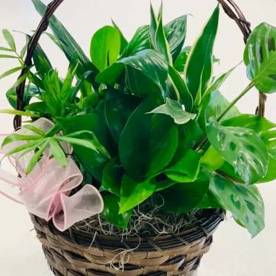 Basket of green potted plants with a pink ribbon bow