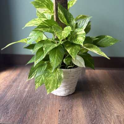 Golden Pothos in Climbing Basket