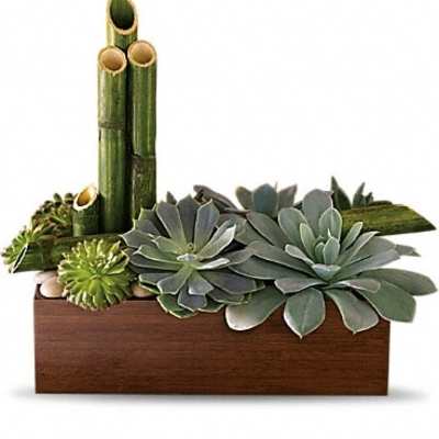 Succulent arrangement in a wooden box with bamboo stalks