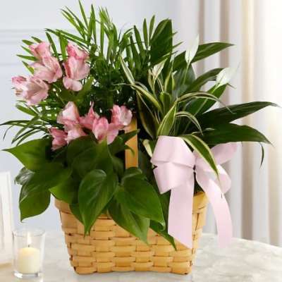 Basket of mixed green plants with pink flowers and a pale pink bow