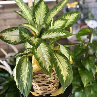 Variegated green houseplant in a woven basket with a yellow ribbon