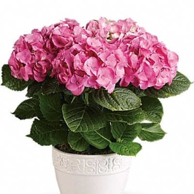 Pink hydrangea plant in a white pot