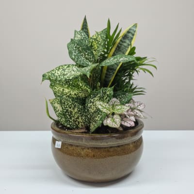 Assorted Dish Gardens