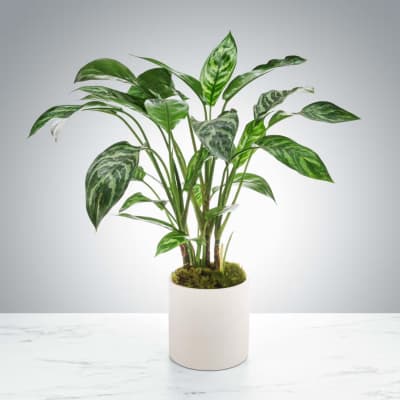 Dumb Cane Plant by BloomNation™