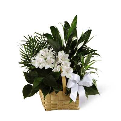 The FTD Peace & Serenity Dishgarden