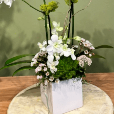 STUNNIG ORCHID PLANT