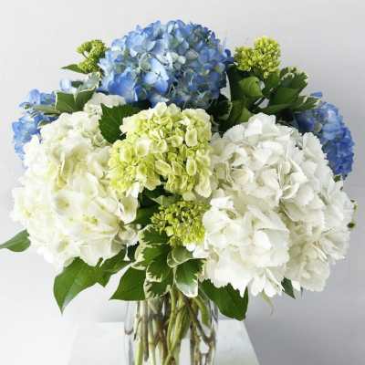 Blue and white hydrangea bouquet in a clear glass vase
