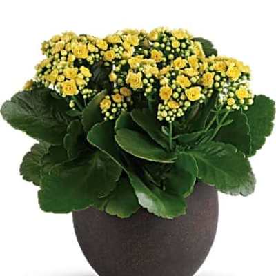 Potted plant with clusters of small yellow flowers