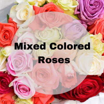 Mixed-color roses with overlaid text reading Mixed Colored Roses