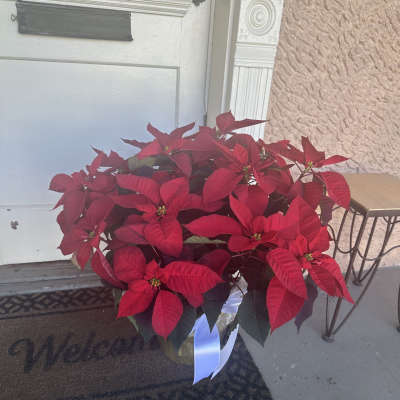 Potted red poinsettia plant with a white ribbon