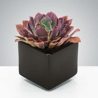 Dark Succulent by BloomNation™