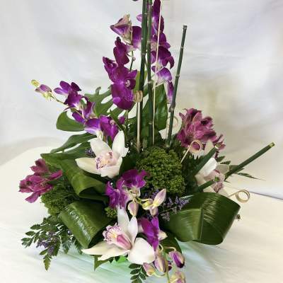 Namaste Flowering Orchids