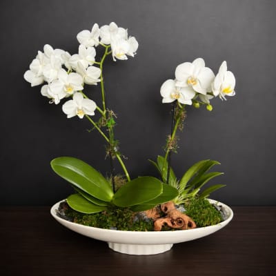 Orchid Dish Garden