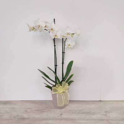 Phalaenopsis Orchid Plant
