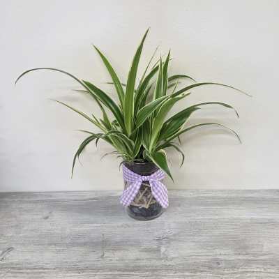 'Rooted in Nature' Spider Plant