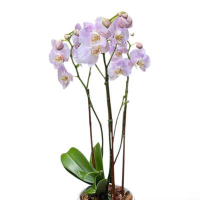 Potted orchid plant with pale lavender blooms in a ribbed white pot