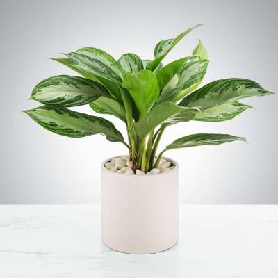 Potted green houseplant with variegated leaves in a white ceramic pot with pebbles