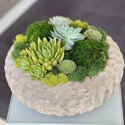 Succulent arrangement in a textured stone bowl with moss accents