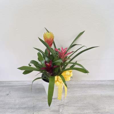 Mini Bromeliad Plant Garden