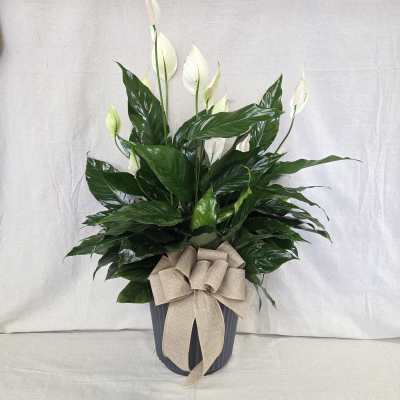 Potted peace lily plant with white blooms and a large beige bow on a dark ribbed container.