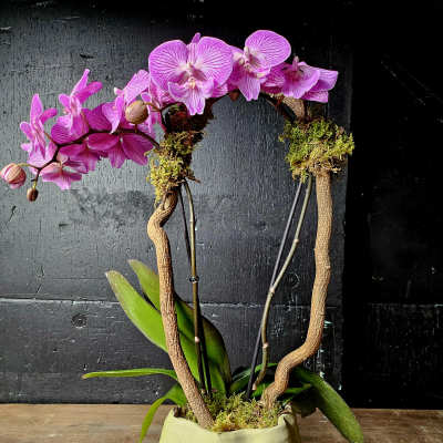 Potted pink orchid arrangement in a pale ceramic planter
