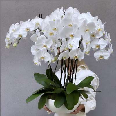 White orchid arrangement in a white bowl planter