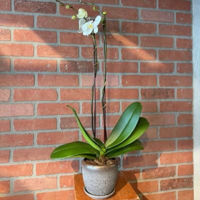 Potted white orchid with tall stems in a gray ceramic pot