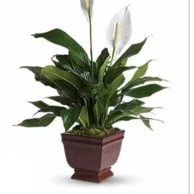 Potted peace lily plant with white blooms in a brown planter
