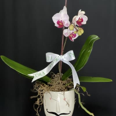 Mustache Orchid Pot