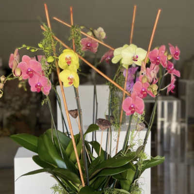 Natural Orchid Plant Arrangement