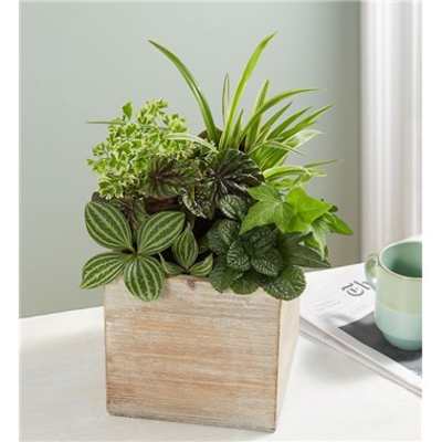 Mixed green potted plants in a square wooden planter