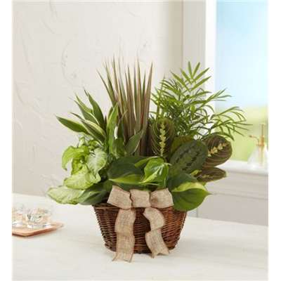 Assorted green houseplants arranged in a wicker basket with a burlap bow.
