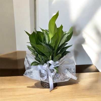 Potted green plant wrapped in white lace paper with a ribbon